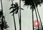 Image of coconut cultivation Philippines, 1915, second 47 stock footage video 65675078024