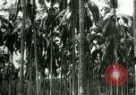 Image of coconut cultivation Philippines, 1915, second 49 stock footage video 65675078024