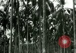 Image of coconut cultivation Philippines, 1915, second 50 stock footage video 65675078024