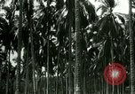 Image of coconut cultivation Philippines, 1915, second 51 stock footage video 65675078024