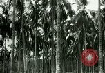 Image of coconut cultivation Philippines, 1915, second 52 stock footage video 65675078024