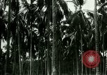 Image of coconut cultivation Philippines, 1915, second 53 stock footage video 65675078024