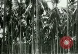 Image of coconut cultivation Philippines, 1915, second 54 stock footage video 65675078024
