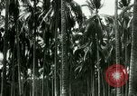 Image of coconut cultivation Philippines, 1915, second 55 stock footage video 65675078024