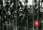 Image of coconut cultivation Philippines, 1915, second 56 stock footage video 65675078024