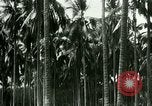 Image of coconut cultivation Philippines, 1915, second 57 stock footage video 65675078024