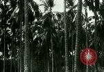 Image of coconut cultivation Philippines, 1915, second 58 stock footage video 65675078024