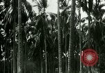 Image of coconut cultivation Philippines, 1915, second 59 stock footage video 65675078024