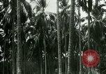 Image of coconut cultivation Philippines, 1915, second 60 stock footage video 65675078024