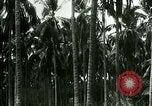 Image of coconut cultivation Philippines, 1915, second 61 stock footage video 65675078024