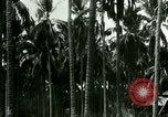 Image of coconut cultivation Philippines, 1915, second 62 stock footage video 65675078024