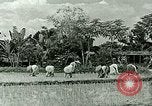 Image of agriculture Philippines, 1946, second 36 stock footage video 65675078026