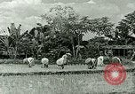 Image of agriculture Philippines, 1946, second 37 stock footage video 65675078026