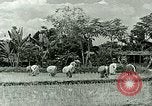Image of agriculture Philippines, 1946, second 38 stock footage video 65675078026