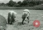 Image of agriculture Philippines, 1946, second 39 stock footage video 65675078026