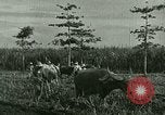 Image of agriculture Philippines, 1946, second 51 stock footage video 65675078026
