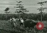 Image of agriculture Philippines, 1946, second 52 stock footage video 65675078026