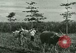Image of agriculture Philippines, 1946, second 53 stock footage video 65675078026