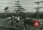 Image of agriculture Philippines, 1946, second 54 stock footage video 65675078026
