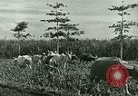 Image of agriculture Philippines, 1946, second 55 stock footage video 65675078026