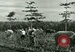 Image of agriculture Philippines, 1946, second 56 stock footage video 65675078026