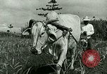 Image of agriculture Philippines, 1946, second 57 stock footage video 65675078026