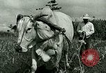 Image of agriculture Philippines, 1946, second 58 stock footage video 65675078026