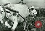 Image of agriculture Philippines, 1946, second 59 stock footage video 65675078026