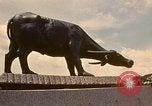 Standbild Bräuche und Kultur Philippinen, 1971, aus Sekunde 6 historischem Filmmaterial Videoclip 65675078051