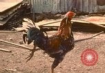 Image of extent of poverty Philippines, 1971, second 15 stock footage video 65675078053