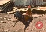 Image of extent of poverty Philippines, 1971, second 16 stock footage video 65675078053