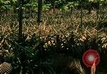 Image of extent of poverty Philippines, 1971, second 54 stock footage video 65675078053
