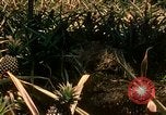 Image of extent of poverty Philippines, 1971, second 55 stock footage video 65675078053