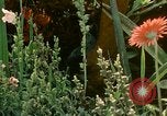 Image of Filipinos Philippines, 1971, second 8 stock footage video 65675078056