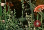 Image of Filipinos Philippines, 1971, second 9 stock footage video 65675078056