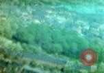 Standbild strafing run Deutschland, 1945, aus Sekunde 21 historischem Filmmaterial Videoclip 65675078108