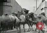 Image Le cirque arrive dans une ville en Amérique United States USA, 1919, de la seconde 56 séquences d'archives historiques vidéo 65675078133