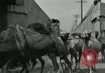 Image Le cirque arrive dans une ville en Amérique United States USA, 1919, de la seconde 58 séquences d'archives historiques vidéo 65675078133