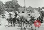 Standbild Circus United States USA, 1919, aus Sekunde 20 historischem Filmmaterial Videoclip 65675078134
