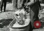Image of worker washes a dog on Circus camp ground United States USA, 1919, second 8 stock footage video 65675078135