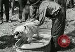 Image of worker washes a dog on Circus camp ground United States USA, 1919, second 11 stock footage video 65675078135