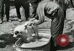 Image of worker washes a dog on Circus camp ground United States USA, 1919, second 12 stock footage video 65675078135