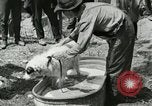 Image of worker washes a dog on Circus camp ground United States USA, 1919, second 13 stock footage video 65675078135