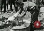 Image of worker washes a dog on Circus camp ground United States USA, 1919, second 14 stock footage video 65675078135