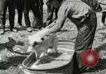 Image of worker washes a dog on Circus camp ground United States USA, 1919, second 15 stock footage video 65675078135