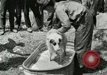 Image of worker washes a dog on Circus camp ground United States USA, 1919, second 16 stock footage video 65675078135