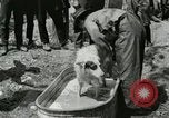 Image of worker washes a dog on Circus camp ground United States USA, 1919, second 17 stock footage video 65675078135