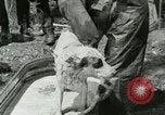 Image of worker washes a dog on Circus camp ground United States USA, 1919, second 19 stock footage video 65675078135