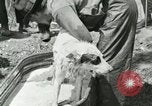 Image of worker washes a dog on Circus camp ground United States USA, 1919, second 21 stock footage video 65675078135