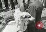 Image of worker washes a dog on Circus camp ground United States USA, 1919, second 22 stock footage video 65675078135